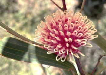 Hakea laurina (pincushion hakea)