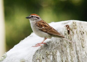 Chipping Sparrow