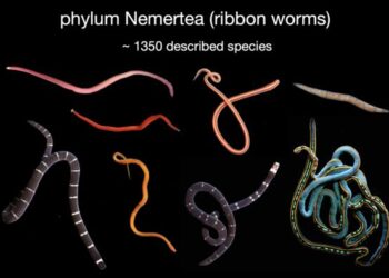 phylum Nemertea