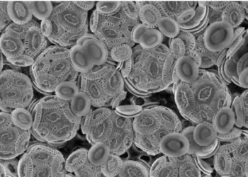 Coccolithophores (a type of marine algae)