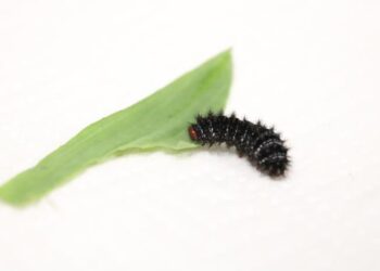 A larvae of Glanville fritillary butterfly
