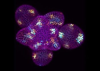Stem cells of Arabidopsis thaliana.