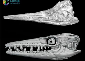 3D models of the skull of typical species before and after the Cenomanian-Turonian transition