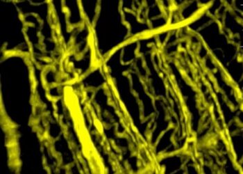 A microscopy image of the three-dimensional blood vessel network in a healthy muscle.