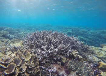 Reef in China