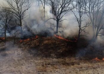 fire in forest