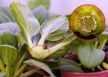 Plant micro needles