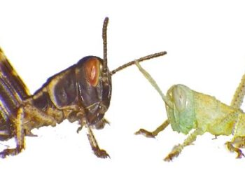 Locusts