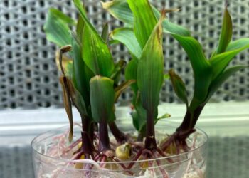 B73 maize seedlings, ready for leaf whorl transformation.