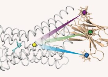 Three tiny paramagnets on an antibody for protein GPS