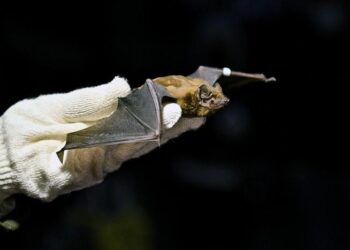 Common noctule - Nyctalus noctula