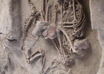 Multi-proxy analysis of El Olivar camelids (1,090-1,440 cal AD): Evaluating the presence of llamas (Lama glama, Linnaeus 1758) in the Semiarid North of Chile before the arrival of the Inca
