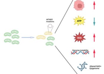 Heteroplasmic MT-ND5 mutations introduce systematic impact on cells.