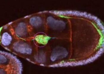 Fruit Fly Egg Chamber