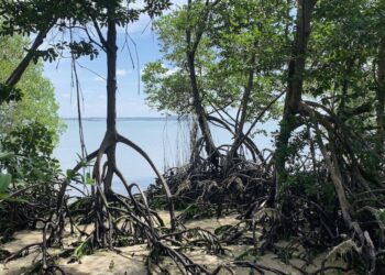 Study shows how El Niño and La Niña climate swings threaten mangroves worldwide