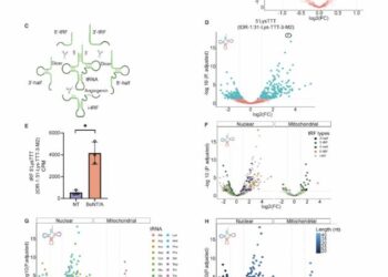 BoNT/Aintoxication of LAN5 cells induces massive tRF changes.