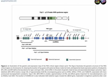 An illustration of the genetic and expression map of the PWS critical region (15q11-q13).