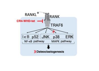 Inhibiting a specific downstream effect in the RANK-TRAF6 signaling pathway