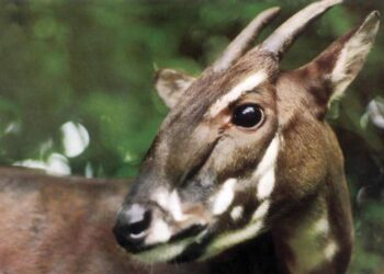 Saola