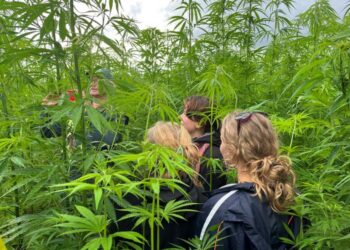 Hemp field