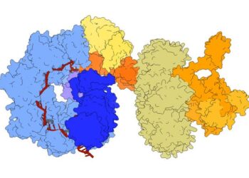 EvoCast Gene Editor