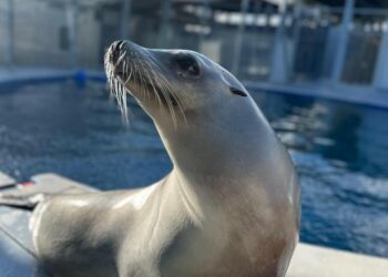 Ronan the rhythmically trained sea lion