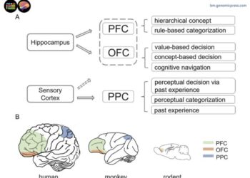 Neural circuits associated with three cortical regions in cognitive generalization with different manifestations from different species.