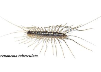 Thereuonema tuberculata, a subjected myriapod species in this study