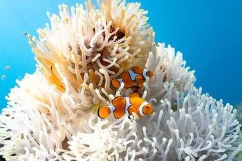 Clown anemonefish