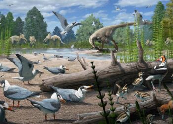 Ancient birds in the Arctic