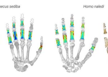 Fossil hands of Australopithecus sediba and Homo naledi