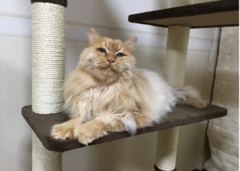 The purrfect gene