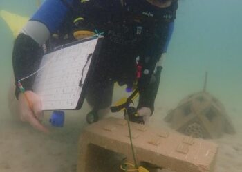 Natalie Levy counts settled coral larvae with an ultraviolet light