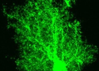 Astrocyte