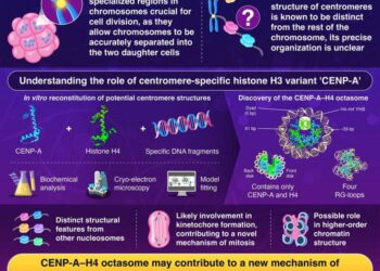 A novel variant of centromere-specific histone in chromosomes