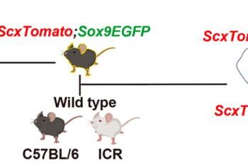 Figure 1. Breeding strategy for ScxTomato;Sox9EGFP double-reporter mice