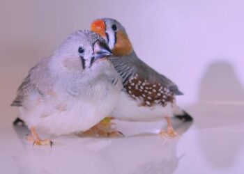 Zebra Finches