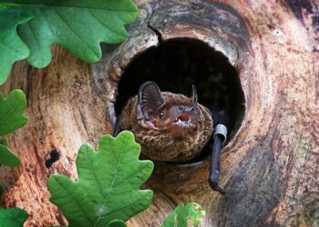 Leisler's bat at a treehole in an old oak tree