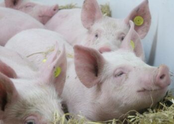 Pigs GBE
