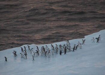 In search of krill, fishing vessels in the Southern Ocean encounter penguins during their main breeding season