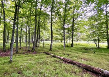 Raised agricultural beds at Sixty Islands archaeological site along the Menominee River.
