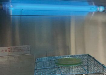 Yeast cells under ultraviolet light