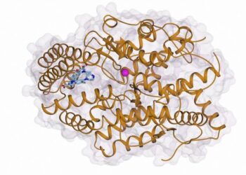 ACE with ciprofloxacin bound at allosteric site