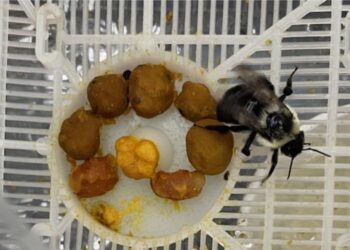 Queen bumble bee