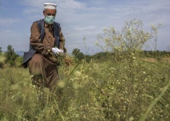 A farmer tackles parthenium in Pakistan