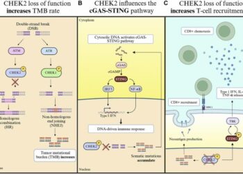 Beyond DNA damage response: Immunomodulatory attributes of CHEK2 in solid tumors