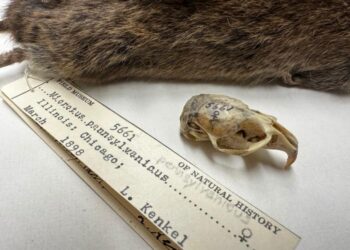 Vole skull