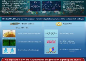 Effect of co-exposure to bisphenol A and retinoic acid on brain development