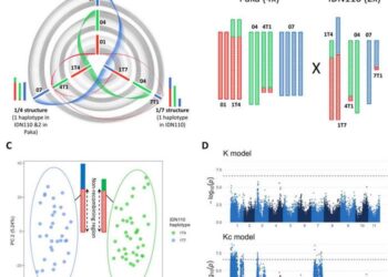 Impact of large chromosome rearrangements on GWAS.