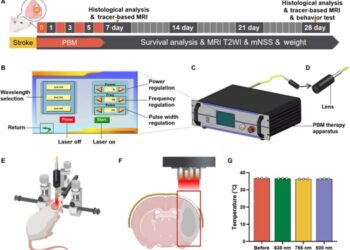 Experimental design and PBM therapy apparatus developed for tMCAO rat treatments.